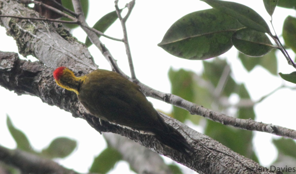 Yellow-throated Woodpecker - ML23695781