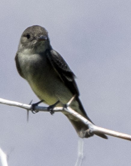 Western Wood-Pewee - LeRoy  Dorman