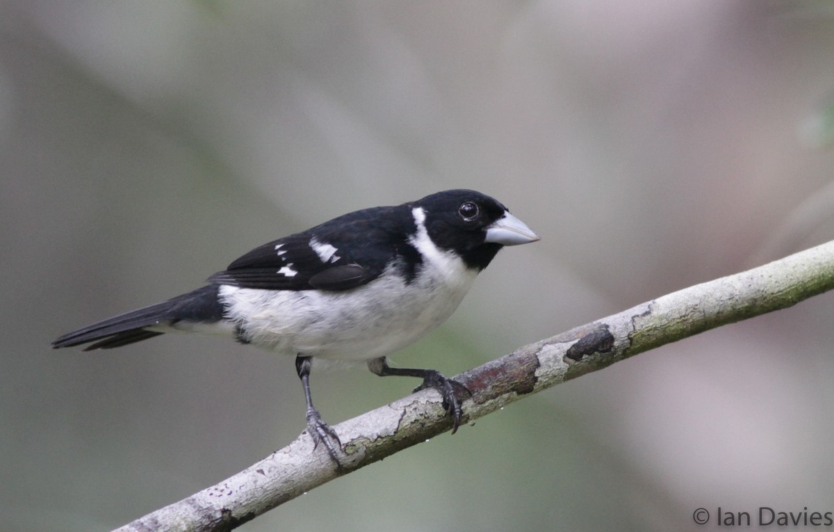 White-naped Seedeater - Ian Davies