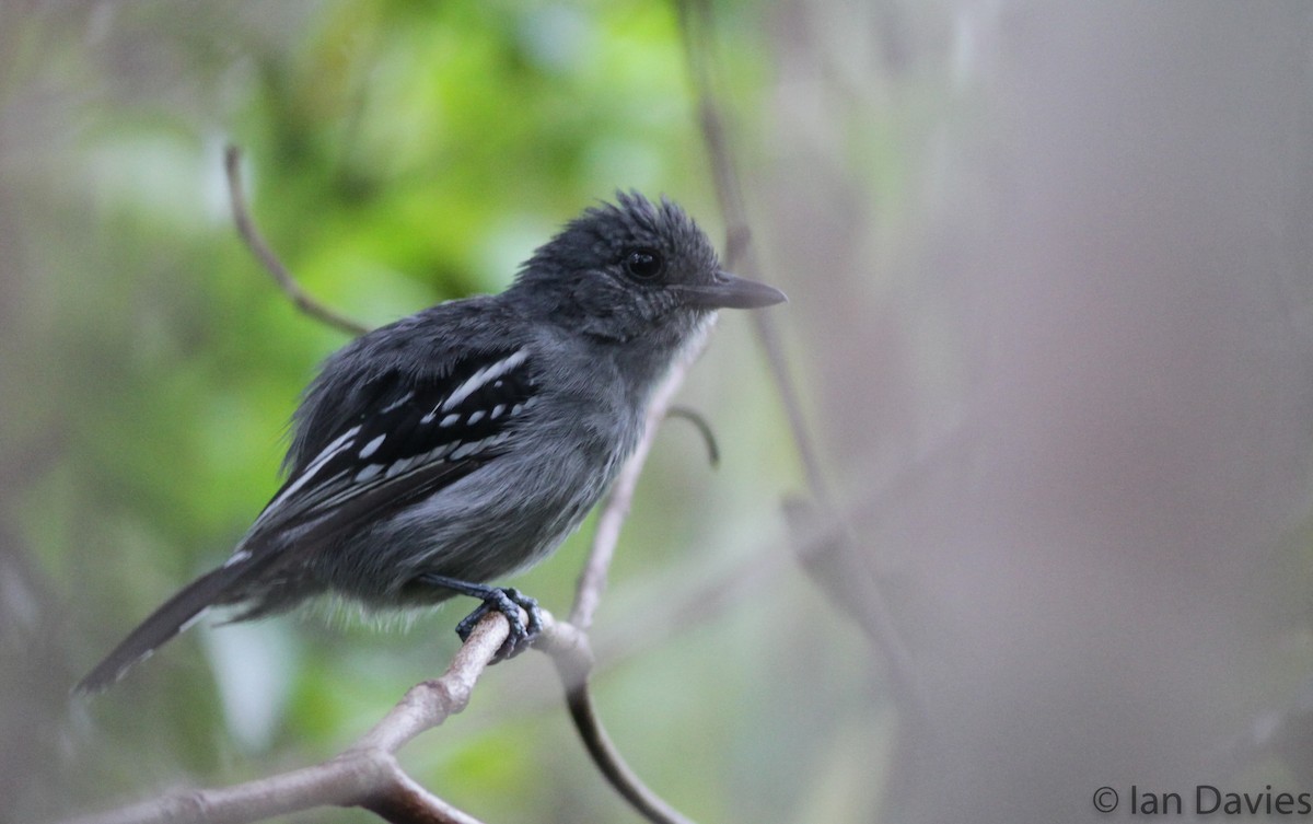 Amazonian Antshrike - ML23695931