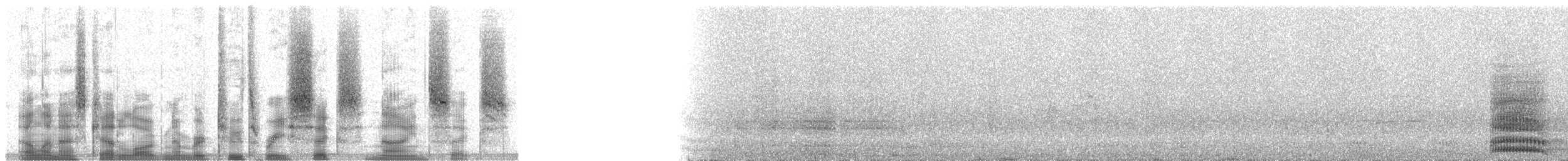 Corbeau à nuque blanche - ML23696