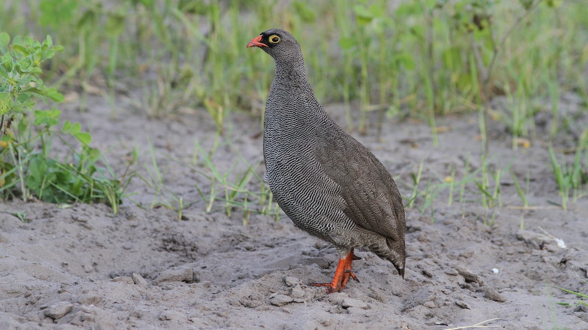 Red-billed Spurfowl - Daniel Jauvin