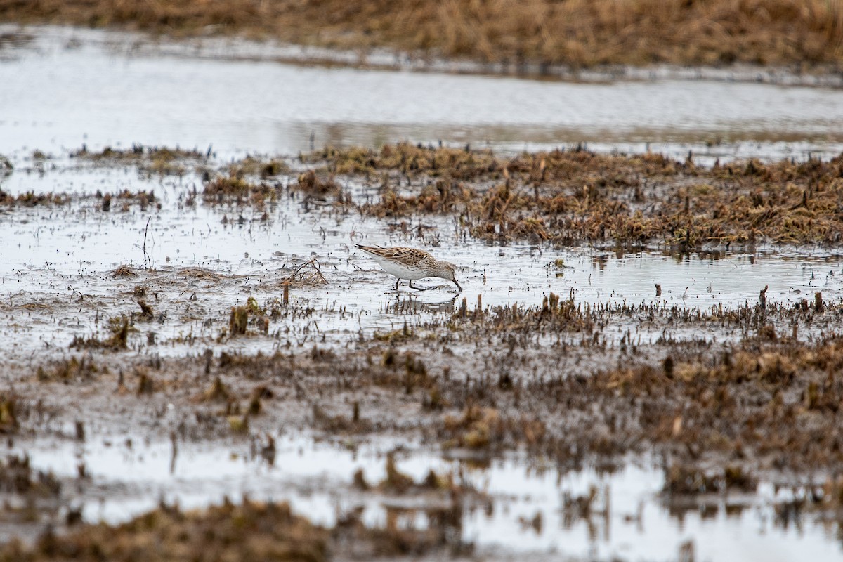 White-rumped Sandpiper - ML236961661