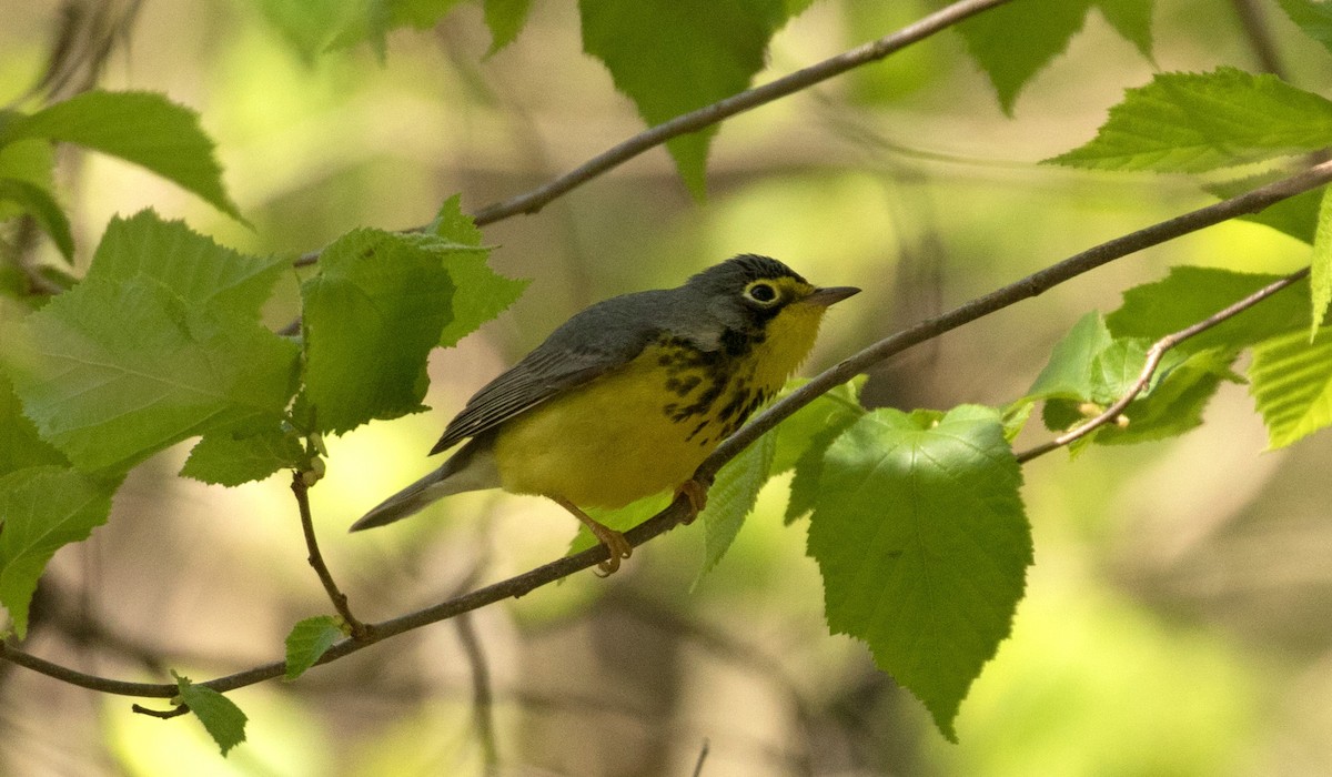 Canada Warbler - ML236963101