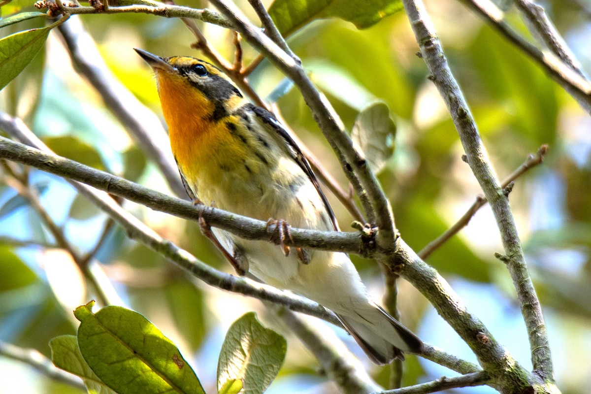 Blackburnian Warbler - Perry Doggrell