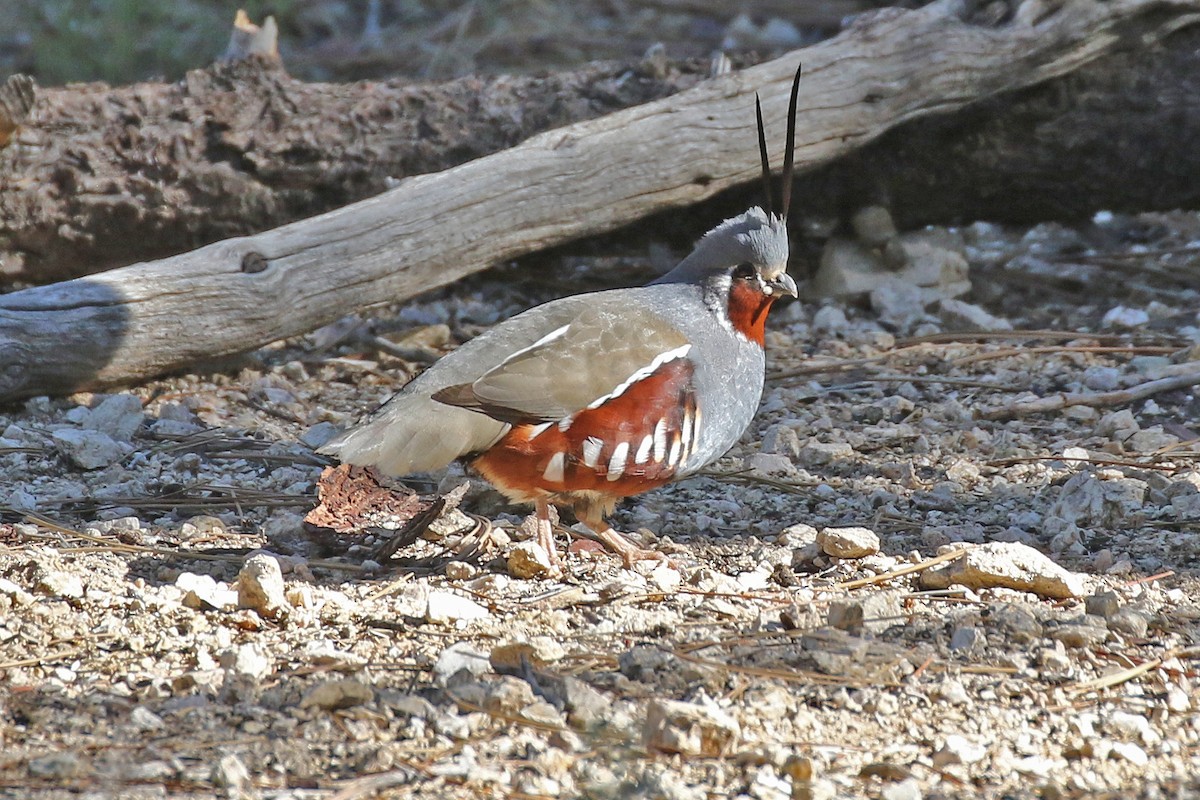 Mountain Quail - ML236964871