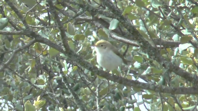 Western Bonelli's Warbler - ML236964981