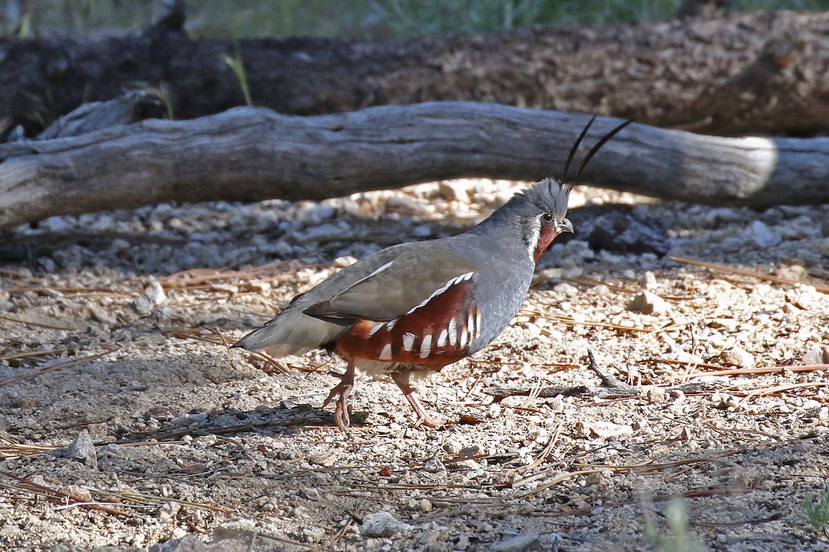 Mountain Quail - ML236965201