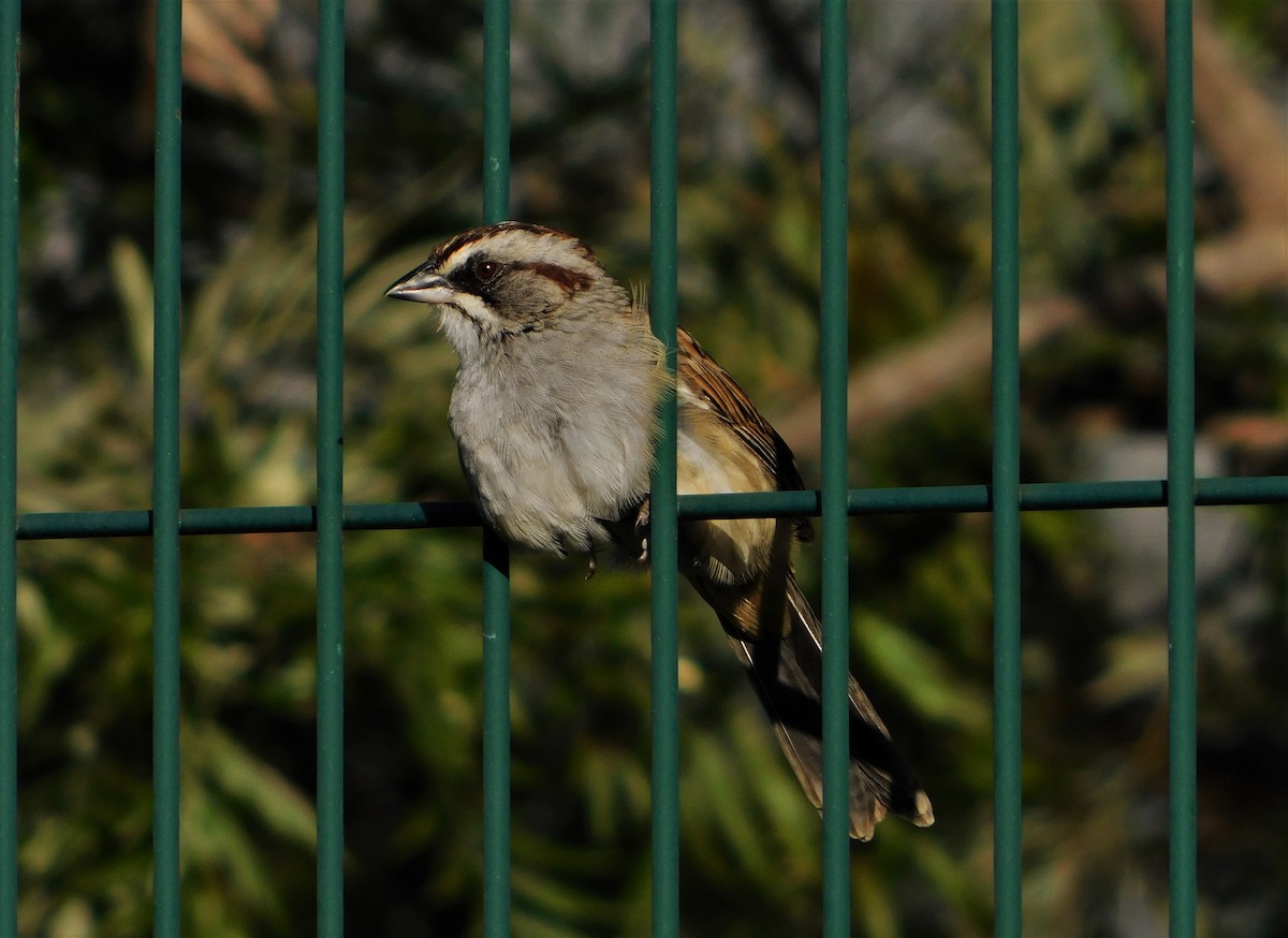 Yungas Sparrow - Nicolás Bejarano