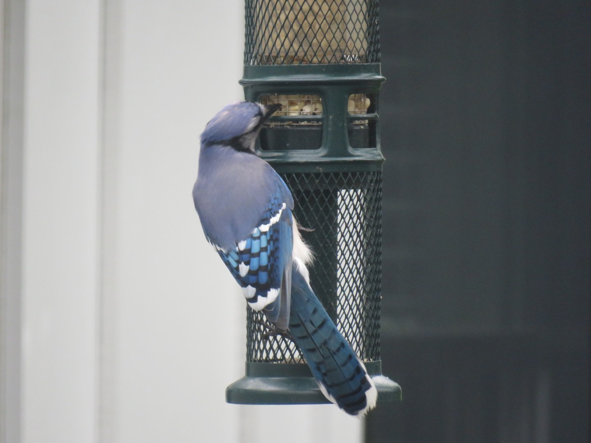 Blue Jay - ML236965851