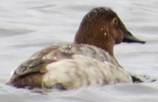 Canvasback - Rita Czek