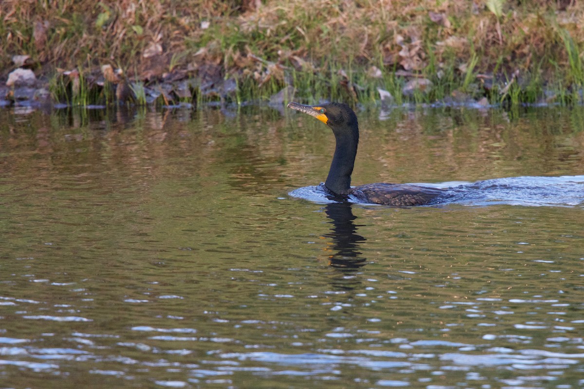 Double-crested Cormorant - ML236967481