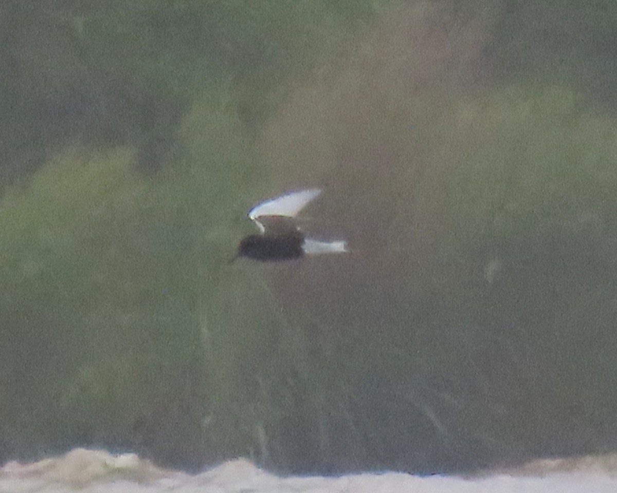 Black Tern - ML236967511
