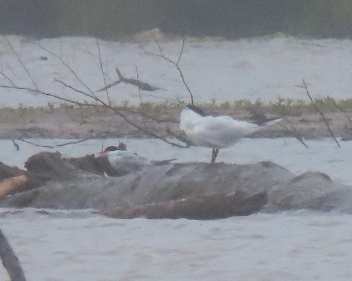 Common Tern - ML236967631