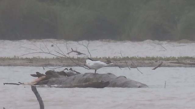 Common Tern - ML236967701