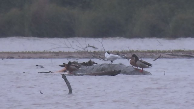 Black Tern - ML236967871