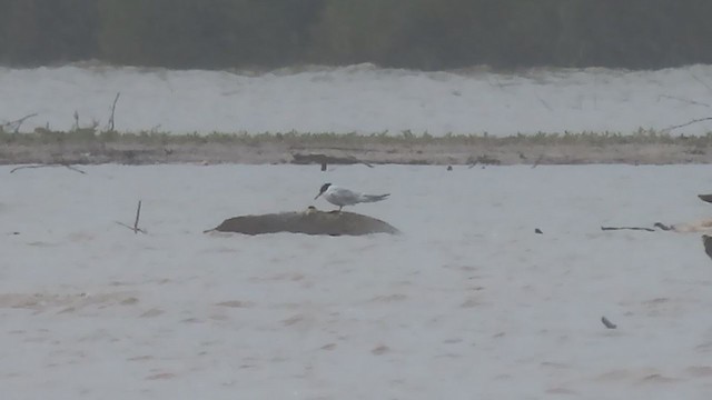 Common Tern - ML236967951