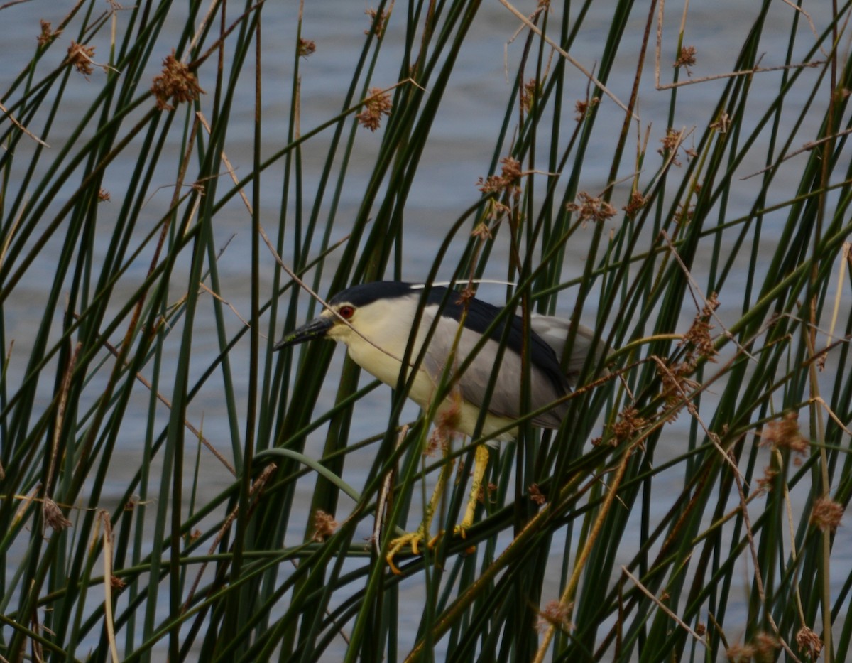 Black-crowned Night Heron - ML236972671