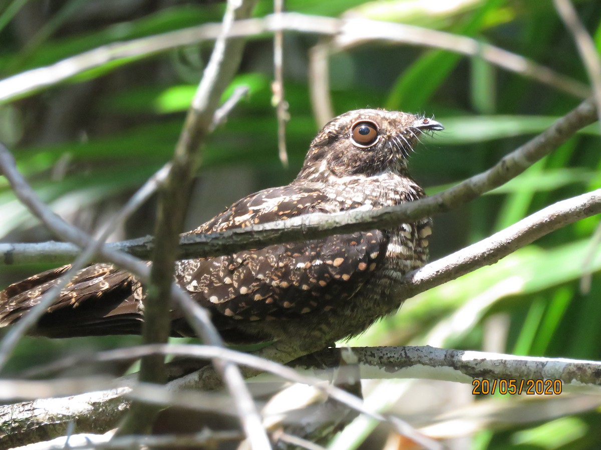 Blackish Nightjar - ML236972831