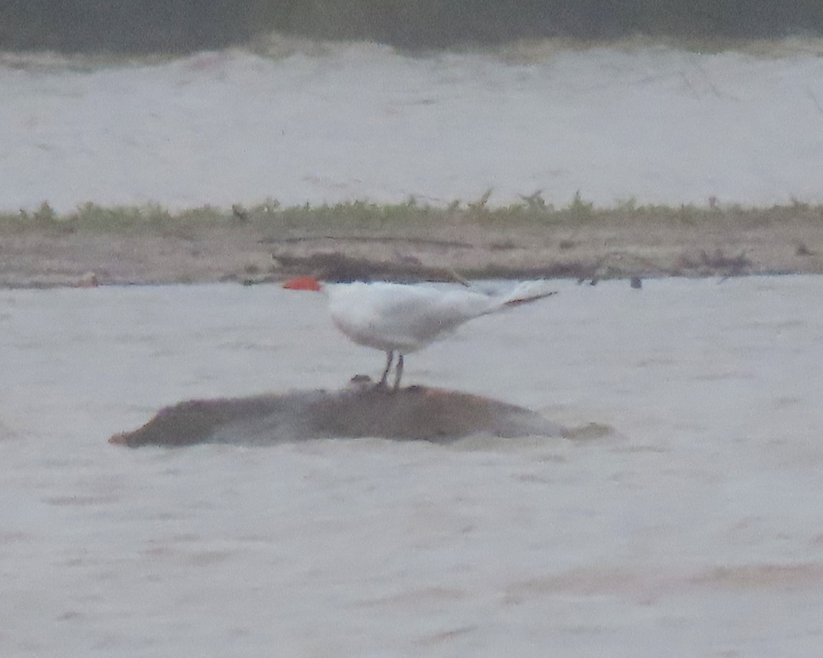 Caspian Tern - ML236973461