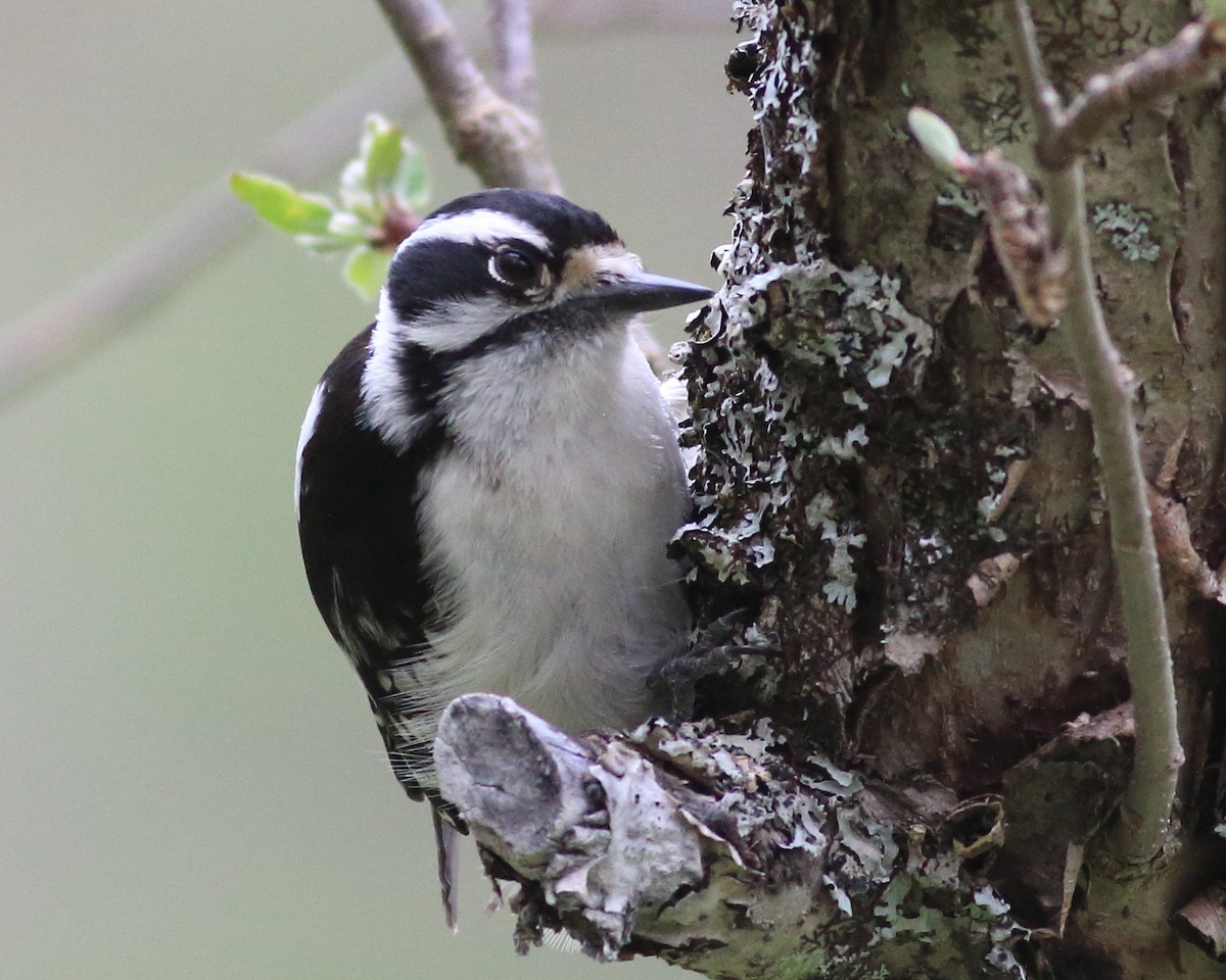 Downy Woodpecker - Keri Charles