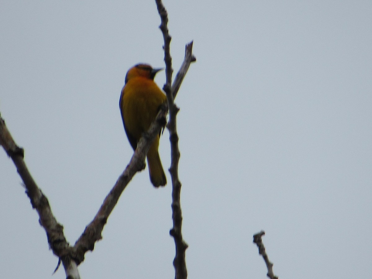 Bullock's Oriole - Jack Holley