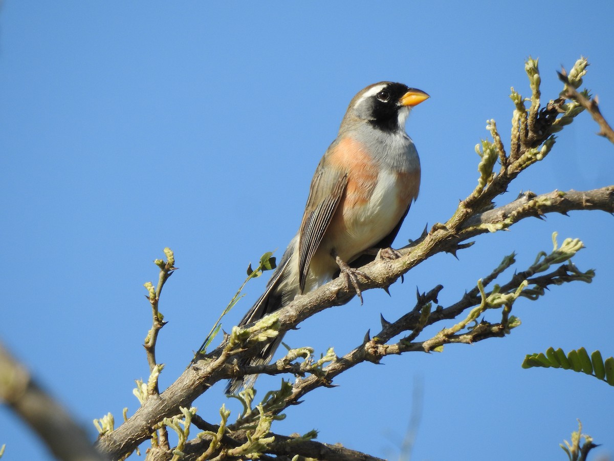 Many-colored Chaco Finch - ML236974601
