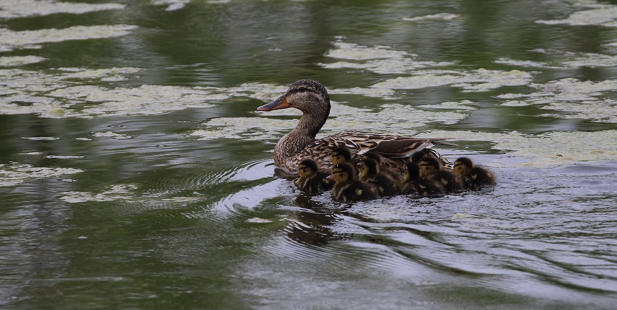 eBird Checklist - 20 May 2020 - Ada Hayden Heritage Park (general ...