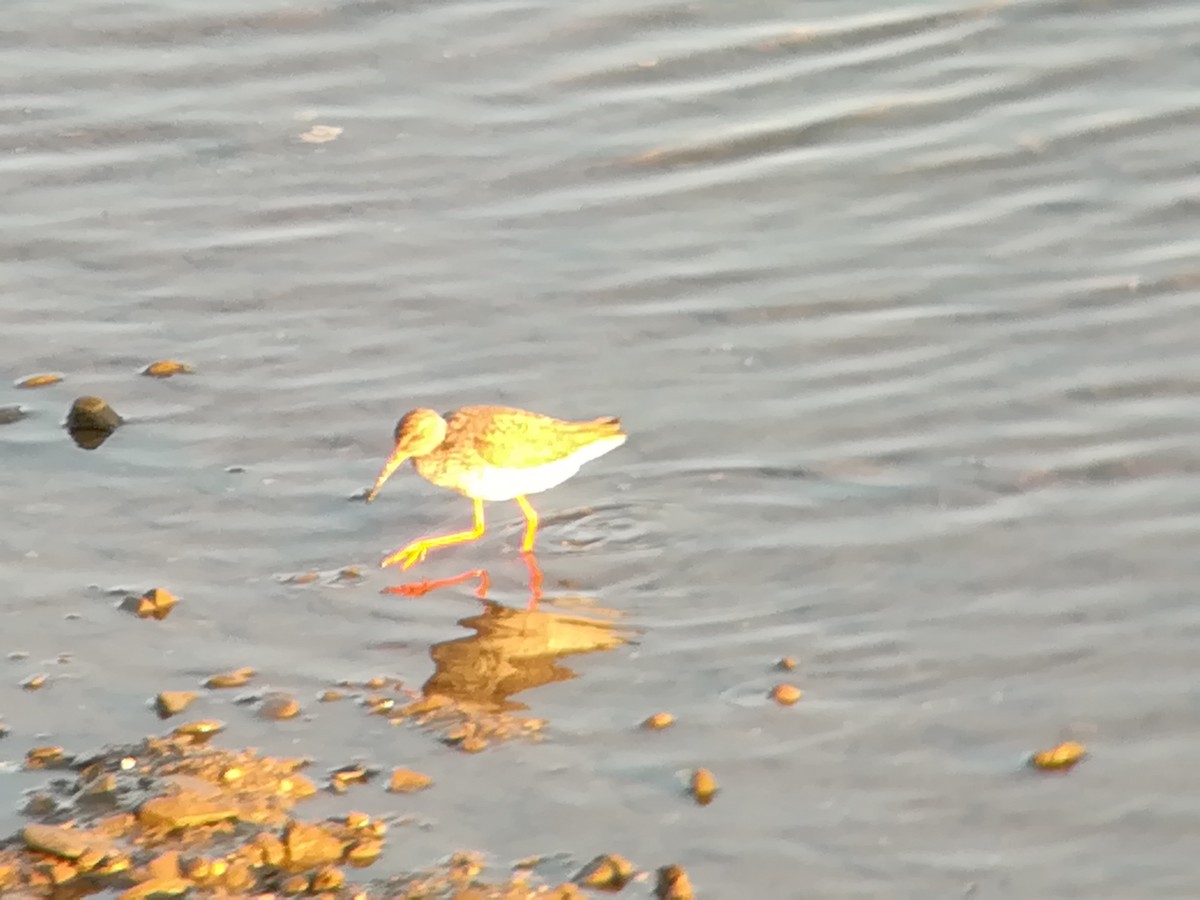 Common Redshank - ML236975611