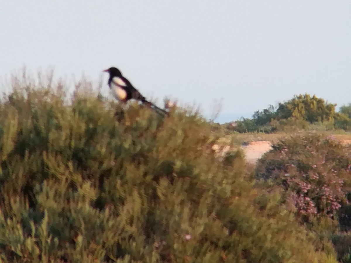 Eurasian Magpie - Nelson Conceição