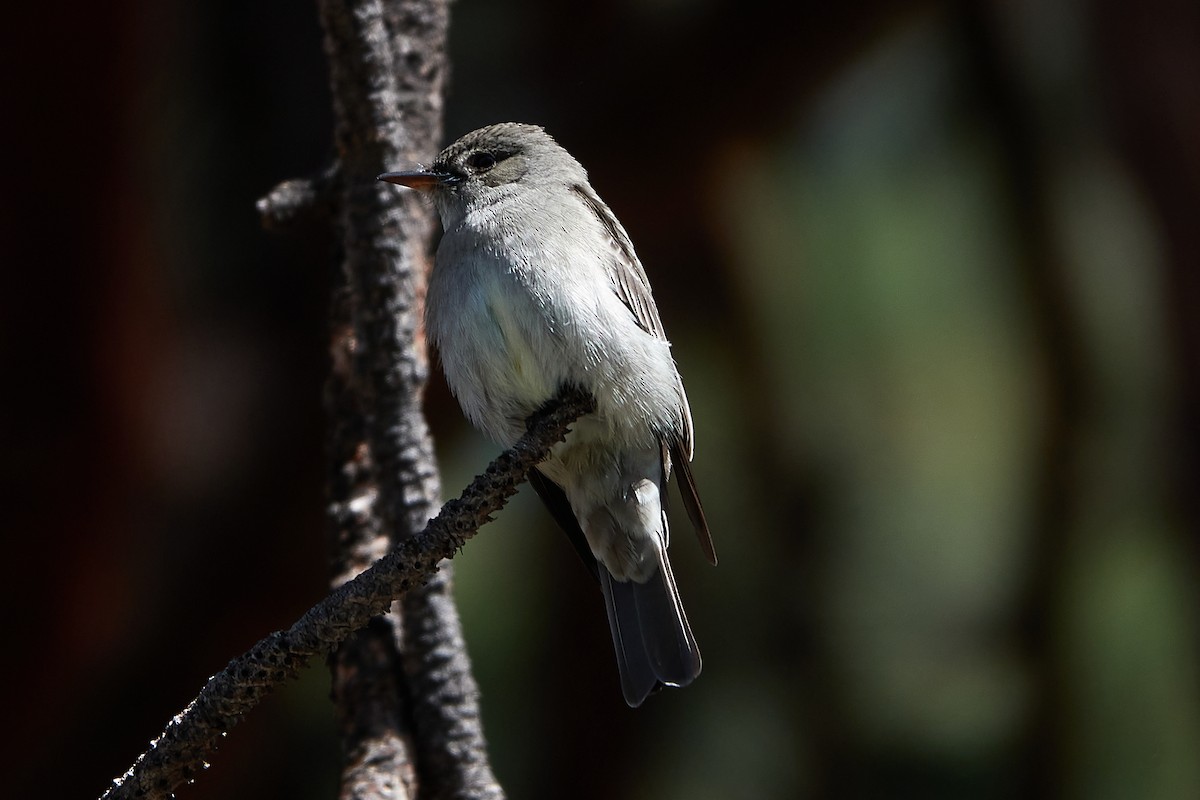 Western Wood-Pewee - ML236978301