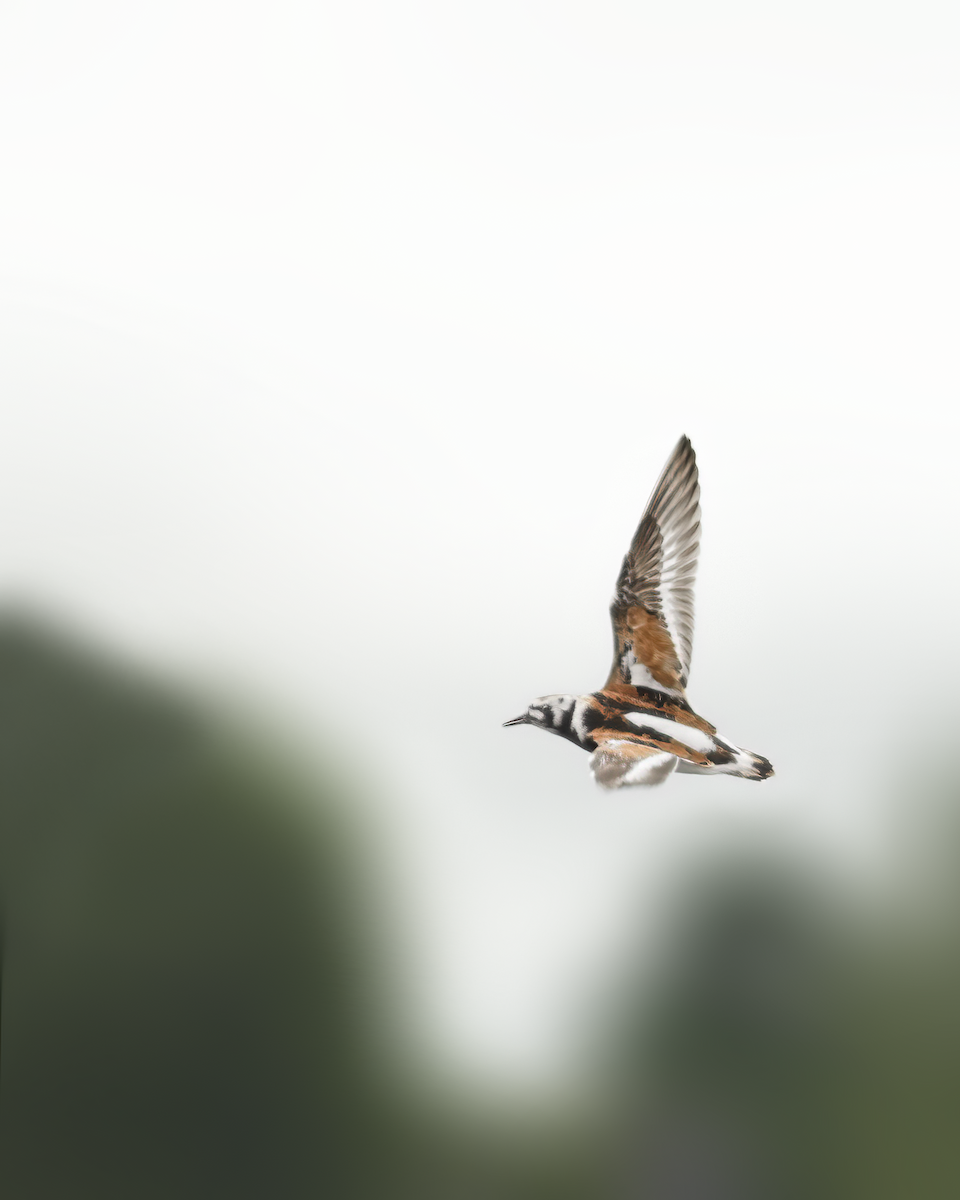 Ruddy Turnstone - ML236980781