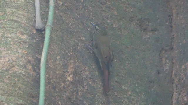 Wedge-billed Woodcreeper - ML236981851