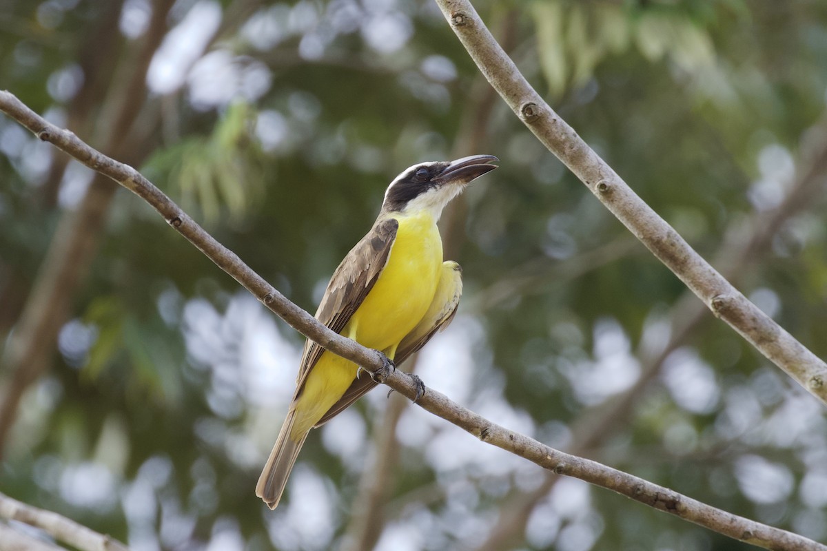 Boat-billed Flycatcher - ML236982191