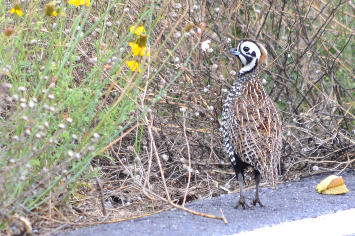 Montezuma Quail - ML236982611