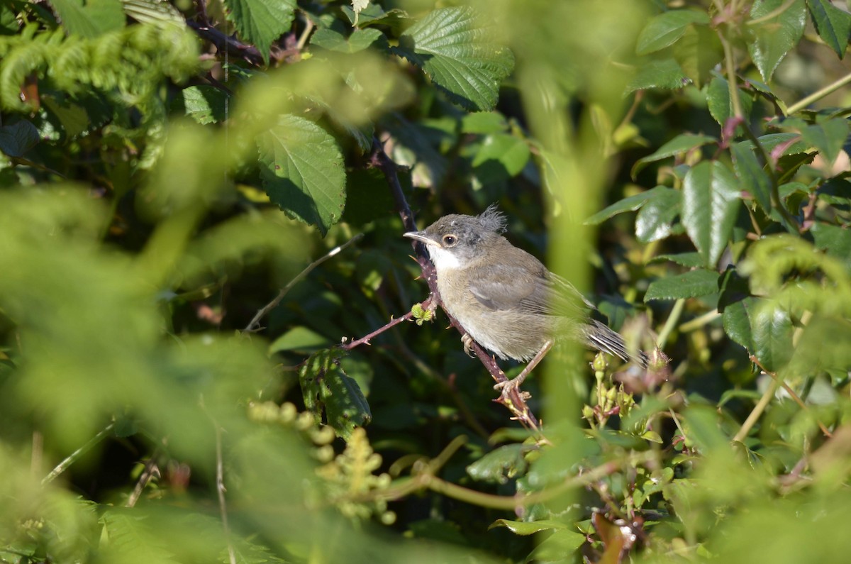 Sardinian Warbler - Axel Odriozola