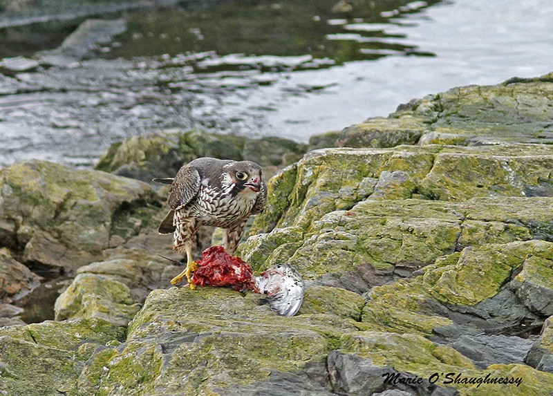 Peregrine Falcon - Marie O'Shaughnessy