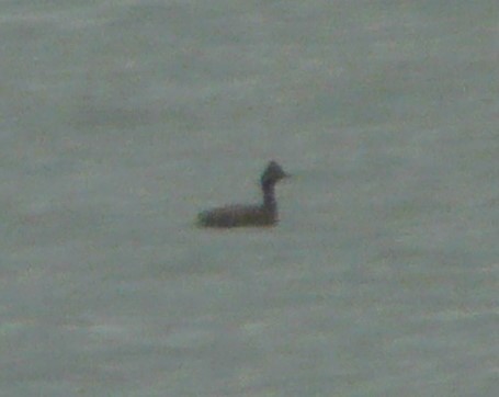 Eared Grebe - ML236983701