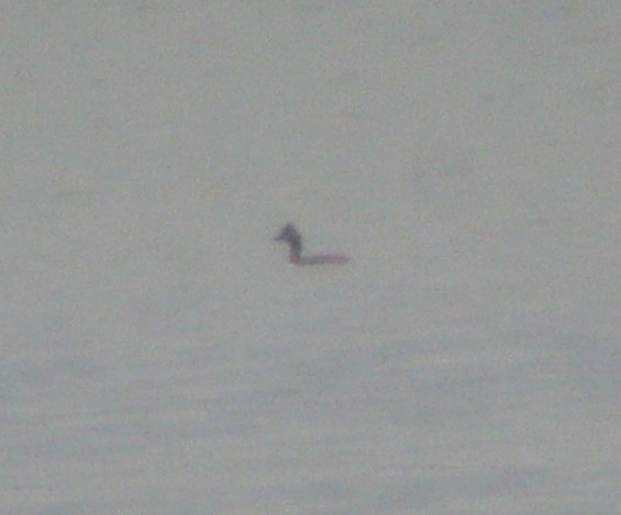 Eared Grebe - ML236983781