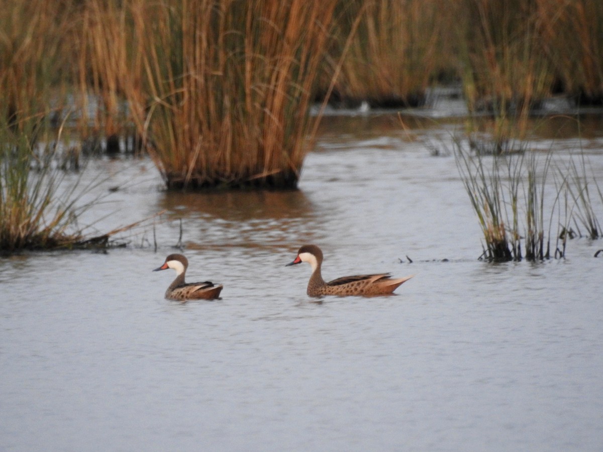 White-cheeked Pintail - ML236984261