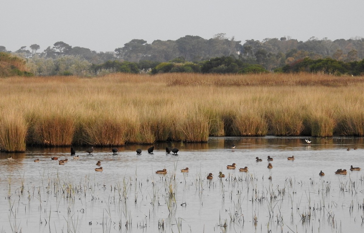 Yellow-billed Teal - ML236984341