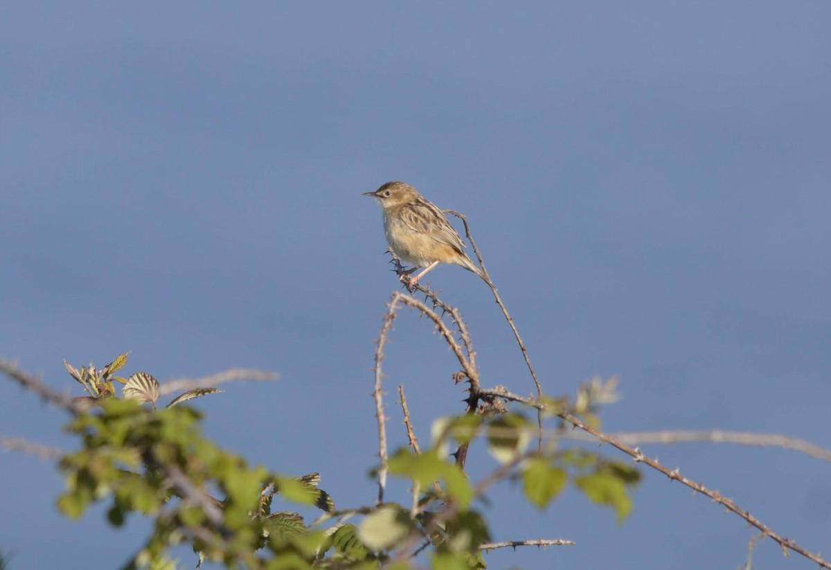 Zitting Cisticola - ML236984591