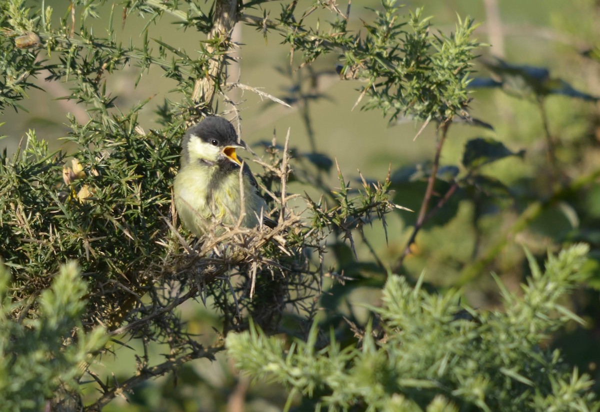 Great Tit - ML236985081