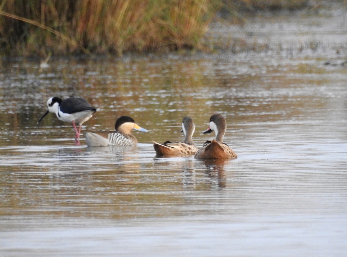 White-cheeked Pintail - ML236986581