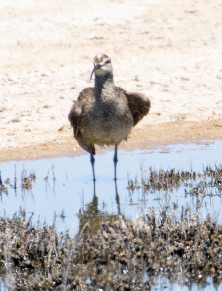 Whimbrel - ML236989561