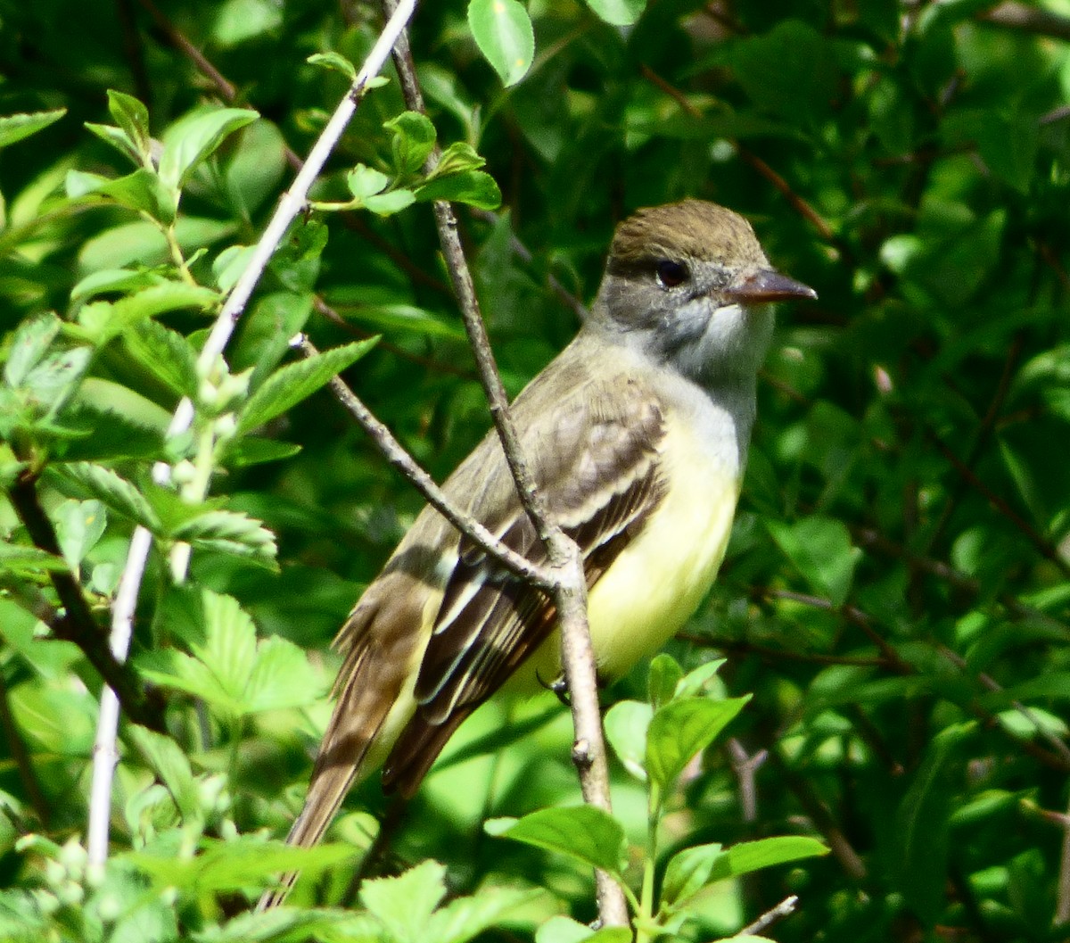 Great Crested Flycatcher - ML236989731