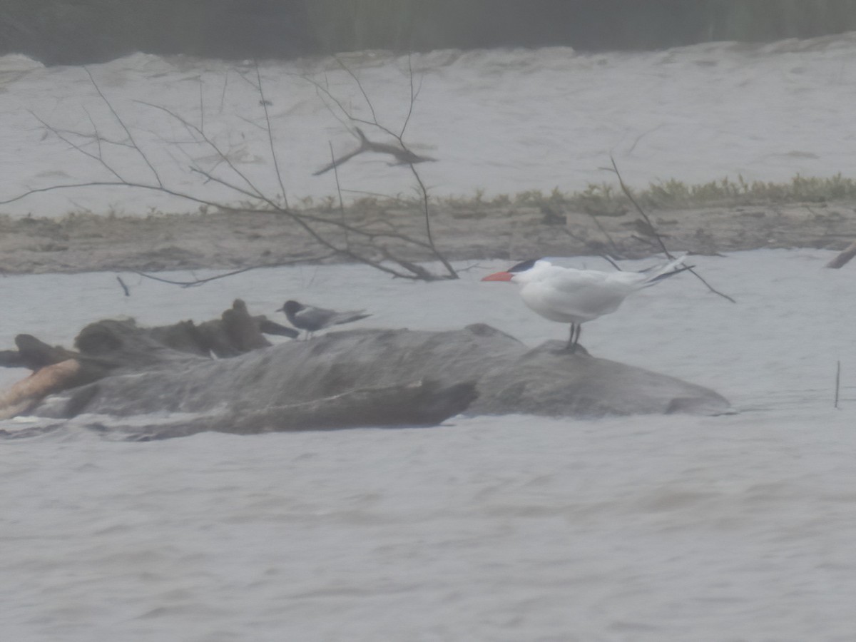 Black Tern - ML236993421