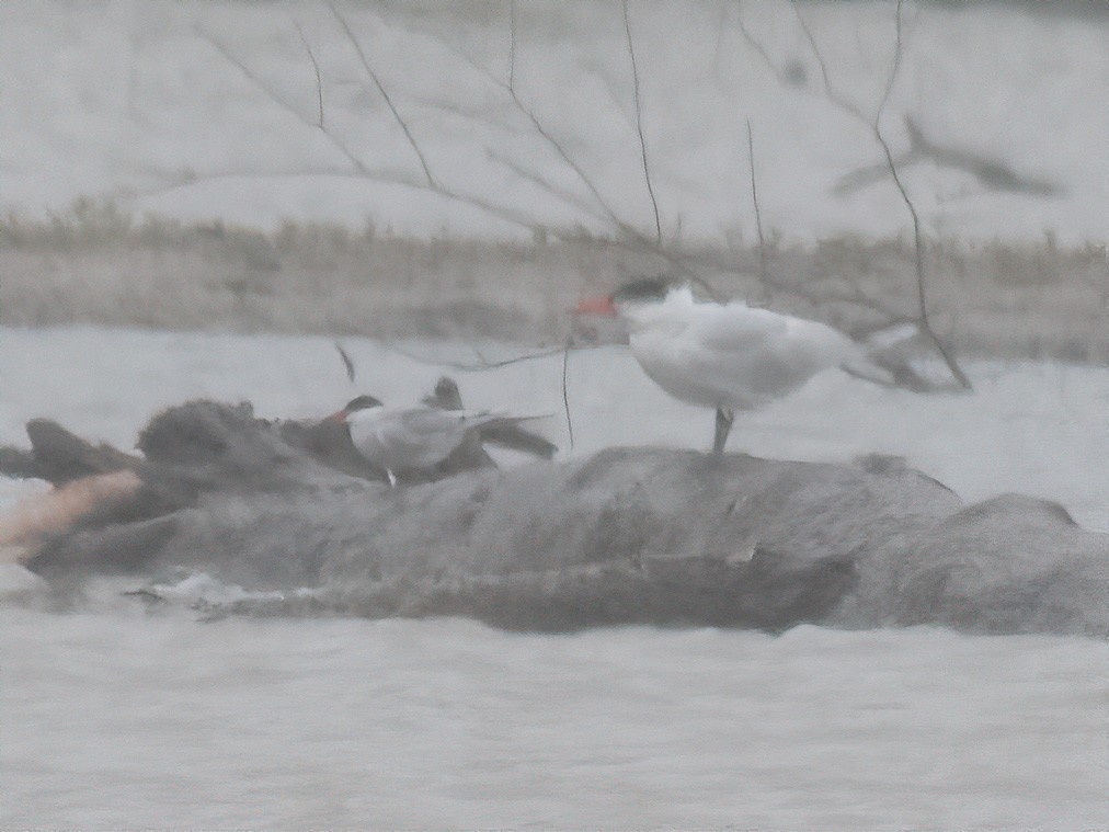 Common Tern - ML236993451