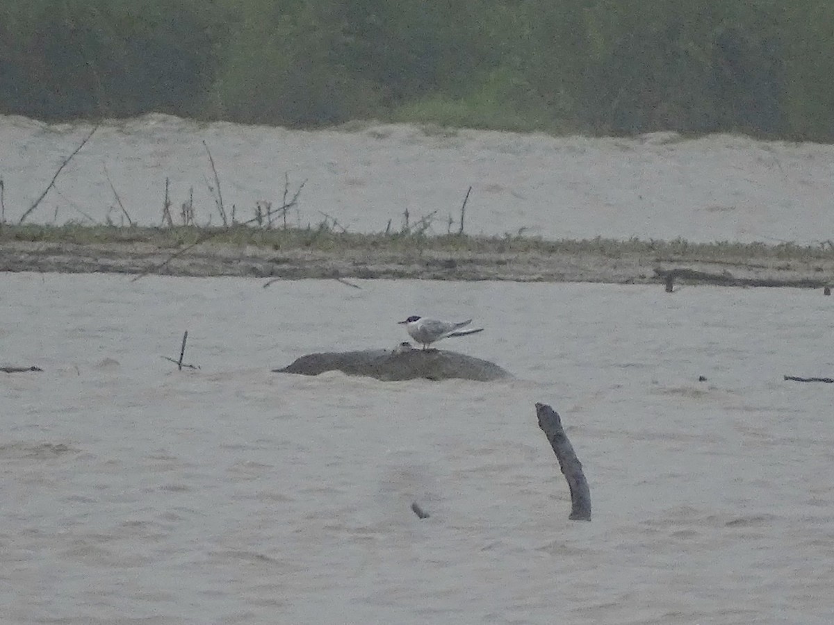 Common Tern - ML236993551