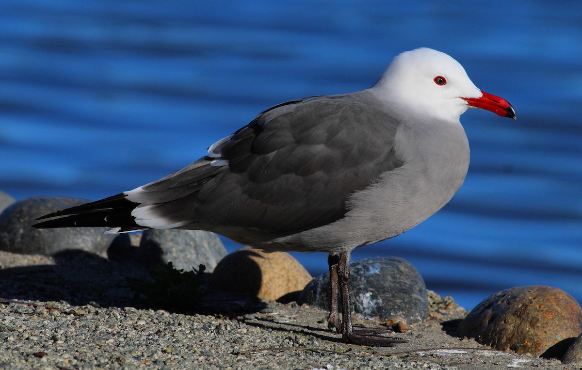 Heermann's Gull - ML23699411